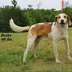 Photo of Bucky
