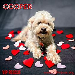 Photo of Cooper