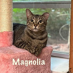 Photo of Magnolia