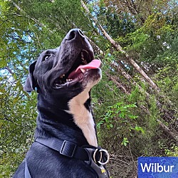 Thumbnail photo of Wilbur #2