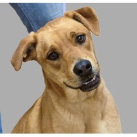 adopt-pet