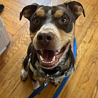 adopt a pet