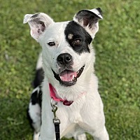 adopt a pet