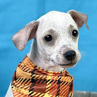 adopt a pet