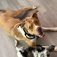 adopt a pet