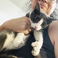 adopt a pet