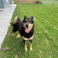 adopt a pet