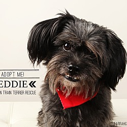Thumbnail photo of Eddie-pending adoption #1