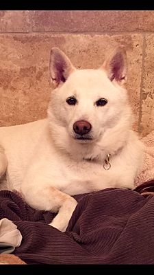 Scottsdale Az Shiba Inu Meet Shima A Pet For Adoption