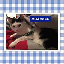 Thumbnail photo of Charger #2