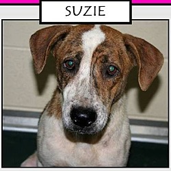 Thumbnail photo of SUZIE #1