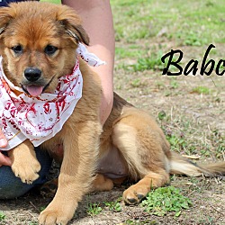 Thumbnail photo of Babca~adopted! #2