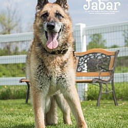 Thumbnail photo of Jabar #4