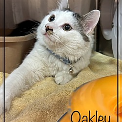 Thumbnail photo of OAKLEY #3