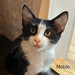 Thumbnail photo of Noble #1