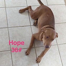 Thumbnail photo of Hope #2