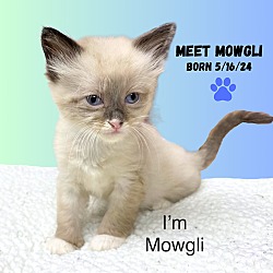 Thumbnail photo of CAT-ZM5 MOWGLI #2