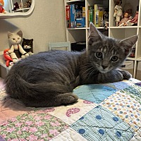 adopt a pet