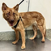 adopt a pet