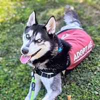 adopt a pet