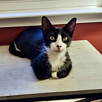adopt a pet