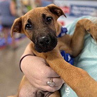 adopt a pet