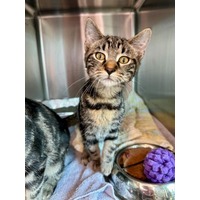 adopt-pet