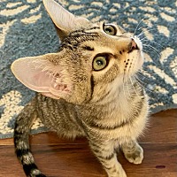 adopt a pet