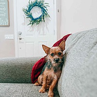 adopt a pet