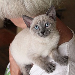 Thumbnail photo of Gwen-Siamese kitten #1