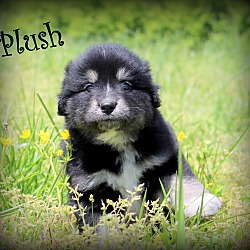 Thumbnail photo of Plush~adopted! #3