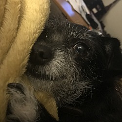 Photo of Dot