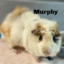Photo of Murphy 240336