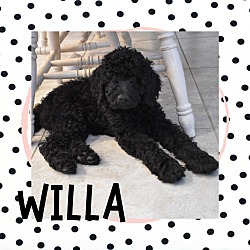 Photo of Willa