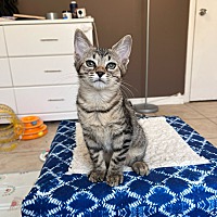 adopt a pet