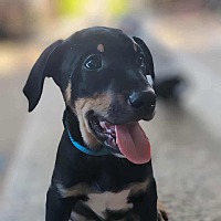 adopt-pet