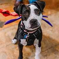 adopt a pet