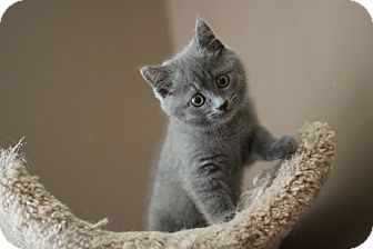 blue kittens for adoption