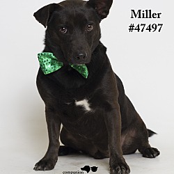 Thumbnail photo of Miller  (Foster Care) #3