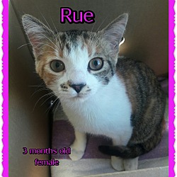 Thumbnail photo of Rue #2