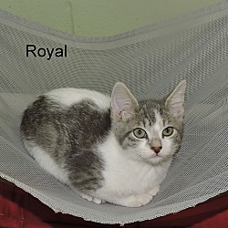 Thumbnail photo of Royal #2