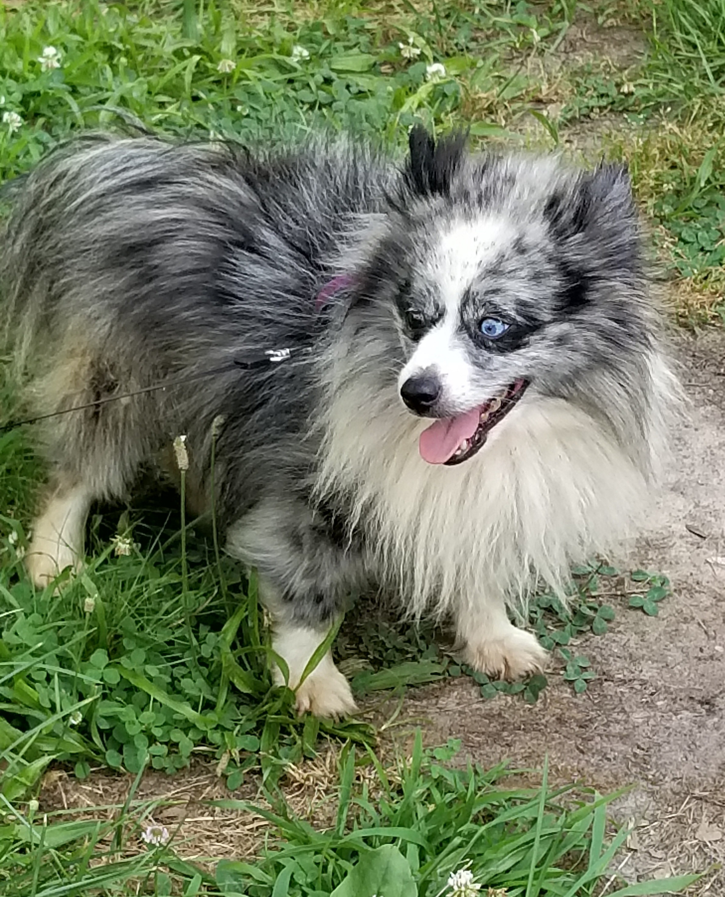 spitz blue merle
