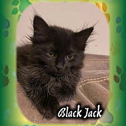 Thumbnail photo of Black Jack (Male) #1