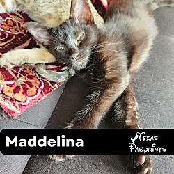 Photo of Maddelina