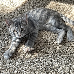 Photo of Artemis 