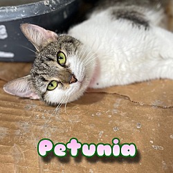 Photo of Petunia