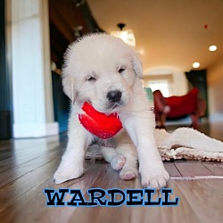 Photo of Wardell