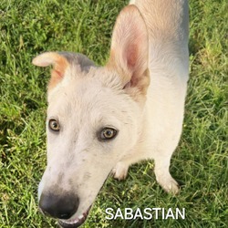 Photo of Sabastian