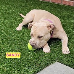 Photo of SANDY