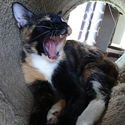 Thumbnail photo of Zena the precious Calico #3